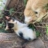 Bahçemize sığınan yavru calico