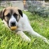 Ücretsiz sahiplenme çoban melez acil yuva lütfen okuyun fotoğraf