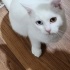 acil kalıcı yuva desteği fotoğraf
