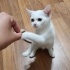 acil kalıcı yuva desteği fotoğraf
