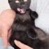 Zeytin melegini ariyor fotoğraf