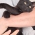 Zeytin melegini ariyor fotoğraf