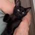 Zeytin melegini ariyor fotoğraf
