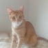 Erkek kedi Sarmancik