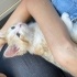 Calico yavrumuza yuva aranıyor fotoğraf