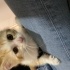 Calico yavrumuza yuva aranıyor fotoğraf