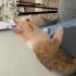 Calico yavrumuza yuva aranıyor fotoğraf