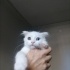 Yavru kedi Aslan Yeni yuvasını arıyor fotoğraf
