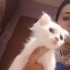 Yavru kedi Aslan Yeni yuvasını arıyor fotoğraf