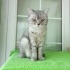 7-8 AYLIK BRİTİSH LONGHAİR fotoğraf