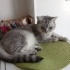 7-8 AYLIK BRİTİSH LONGHAİR fotoğraf