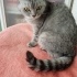 7-8 AYLIK BRİTİSH LONGHAİR fotoğraf