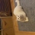 Ücretsiz Sahiplendirme prens 3 yaşında kısır erkek ve kırma british shorthair fotoğraf