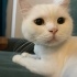 Ücretsiz Sahiplendirme prens 3 yaşında kısır erkek ve kırma british shorthair fotoğraf