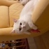 Ücretsiz Sahiplendirme prens 3 yaşında kısır erkek ve kırma british shorthair fotoğraf