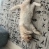 Sevecen Kedimizi Sahiplendiriyoruz fotoğraf