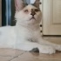 ✨✨✨ Mucize Kedi Leo ACİL Yuva Arıyor ! ✨✨✨ fotoğraf