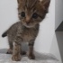 acil • 7 haftalık tekir kalıcı yuvasını arıyor 🐾 fotoğraf