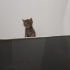acil • 7 haftalık tekir kalıcı yuvasını arıyor 🐾 fotoğraf