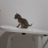 acil • 7 haftalık tekir kalıcı yuvasını arıyor 🐾 fotoğraf