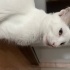 Kalbinizi Ona Açmanızı Bekliyor fotoğraf