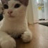 Pamuk Yavruya Acil Yuva Arıyoruz fotoğraf