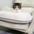 MİNİK GOFRET ACİL YUVA ARIYOR. fotoğraf