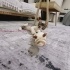 MİNİK GOFRET ACİL YUVA ARIYOR. fotoğraf