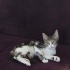 Yeni yuvasını arıyor fotoğraf
