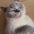 Ücretsiz British Shorthair Dişi Kedimize Ömürlük Yuva fotoğraf