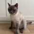 Ücretsiz British Shorthair Dişi Kedimize Ömürlük Yuva fotoğraf