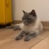 Ücretsiz British Shorthair Dişi Kedimize Ömürlük Yuva fotoğraf