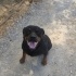 4 yaşında erkek Rottweiler Yuva arıyoruz fotoğraf