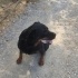 4 yaşında erkek Rottweiler Yuva arıyoruz fotoğraf
