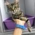 Maine Coon - Tekir karışımı yavru 2 aydır klinikte yuva bekliyor fotoğraf