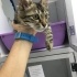 Maine Coon - Tekir karışımı yavru 2 aydır klinikte yuva bekliyor fotoğraf