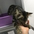 Maine Coon - Tekir karışımı yavru 2 aydır klinikte yuva bekliyor fotoğraf