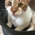 Tiger, erkek kedi 6 aylık