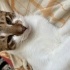 Tiger, erkek kedi 6 aylık fotoğraf