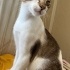 Tiger, erkek kedi 6 aylık fotoğraf
