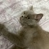 Ücretsiz kedi sahiplendirme fotoğraf