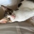 Sushi, erkek oyuncu 6 aylık tekir kedi fotoğraf
