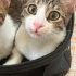 Sushi, erkek oyuncu 6 aylık tekir kedi fotoğraf