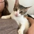 Sushi, erkek oyuncu 6 aylık tekir kedi fotoğraf
