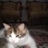 Kontes kız tüy yumağı fotoğraf