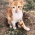 Çok Uysal ve Sevgi Dolu Yavru Kedi Yuva Arıyor fotoğraf
