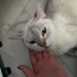 Genç british shorthair uslu dişi kedi sokaktan kurtarıldı fotoğraf
