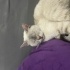 Genç british shorthair uslu dişi kedi sokaktan kurtarıldı fotoğraf