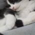 Tam bir oyun cücesi fotoğraf