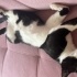 Kisir kedi Oscar fotoğraf